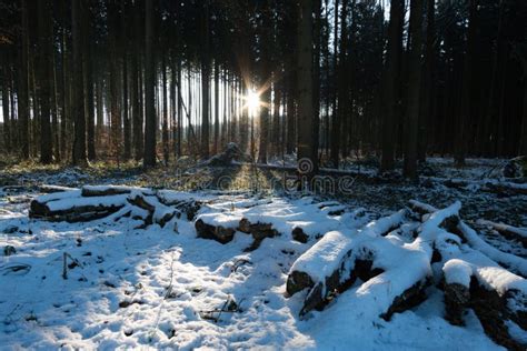 Beautiful Winter Wonderland Forest Stock Photo Image Of Landscape