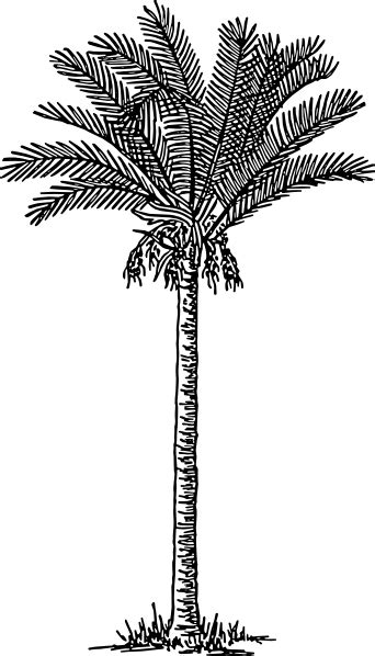 Ilustracion de vector de arbol grande png imagen descargar prf. 42+ Pohon Kelapa Png