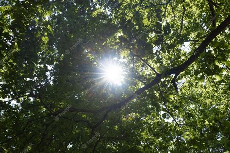 Premium Photo The Sun Shining Through A Majestic Green Oak Tree On A