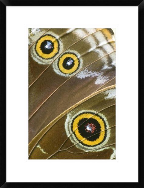 Global Gallery Blue Morpho Butterfly Wing With False Eyespots Ecuador