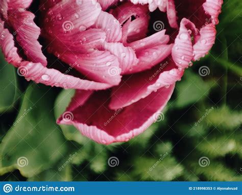 Pink Tulip Spring Screensaver Stock Image Image Of Spring Tulip