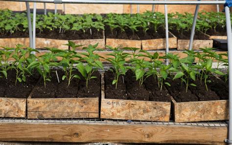 How To Do Proper Soil Blocking For Indoor Seedlings