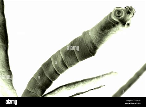 Microscopic Styled Visualization Of A Tapeworm Cestoda Stock Photo Alamy