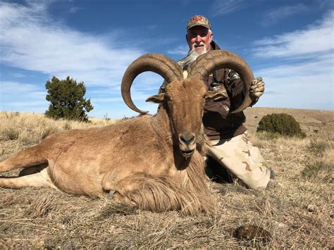 Barbary Sheep Hunting In New Mexico Barbary Sheep Hunts Nm