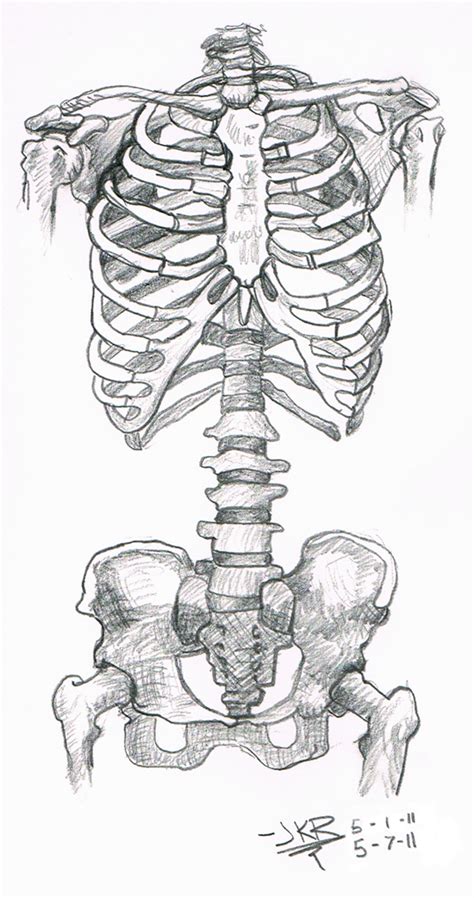 Anatomy Study Skeleton Torso By Jkriki On Deviantart