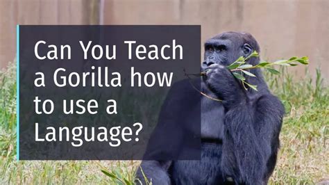 Can You Teach A Gorilla Languages Youtube