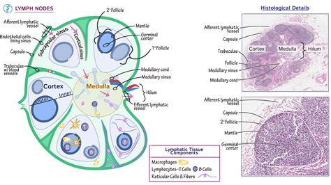 Face Lymph Nodes Anatomy