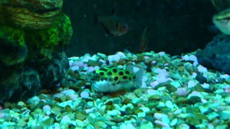 Green Spotted Pufferfish Puffed Up Inflated Youtube