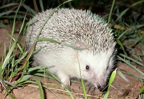 18 Different Types Of Hedgehogs W Pictures