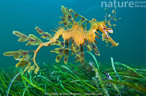 Stock Photo Of A Leafy Seadragon Phycodurus Eques Swims Over A