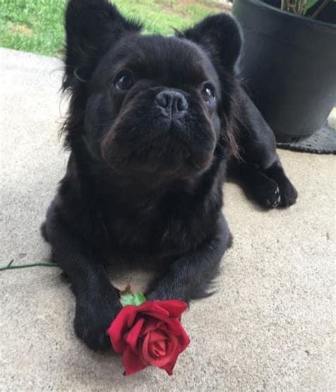 This is her body's way of preparing for the birth, as she shed's hair from her stomach. Meet Dougie, The Adorable Long-Haired French Bulldog (With ...