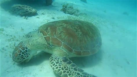 swimming with sea turtle youtube
