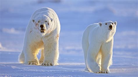 Hungry Polar Bears Trap Arctic Scientists World The Times
