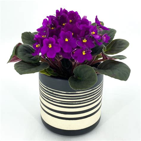 African Violet In Striped Pot