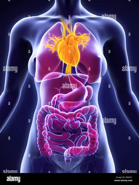Female Circulatory System Stock Photos And Female Circulatory System