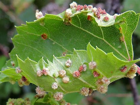 Grape Vine Treatments Most Common Diseases And Pests Nexles