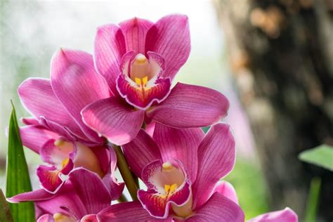 24 Different Types Of Orchids Plus Amazing Facts Types Of Orchids Cymbidium Orchids Orchids