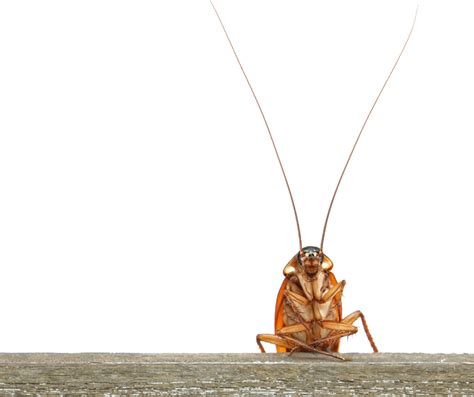 The Expanse Of Cockroaches In Calgary Calgary Pest Control Professional Exterminator Services