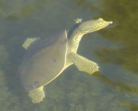 Texas Spiny Softshell Turtle Reptiles And Amphibians Of The San Francisco Bay Area · Inaturalist