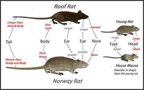 A standard house mouse ( mus musculus) will be about three inches in length and fairly thin. House Mouse, Get Rid of House Mice