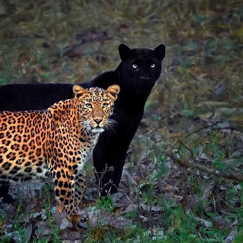 Do Black Panthers Mate With The Other Common Panthers And Vice Versa