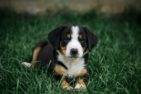 4 Facts About Entlebucher Mountain Dogs Greenfield Puppies