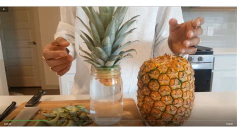 Diy How To Grow Pineapple At Home In Hydroponic System Recipe Learn