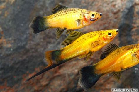 Swordtail Marigold Wag Tropical Fish Aquarium Tropical Freshwater