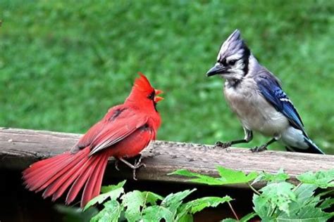 33 Best Cardinals Male And Female Images On Pinterest