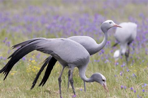 Anthropoides Paradisea Grulla Del Paraíso Blue Crane Grue De