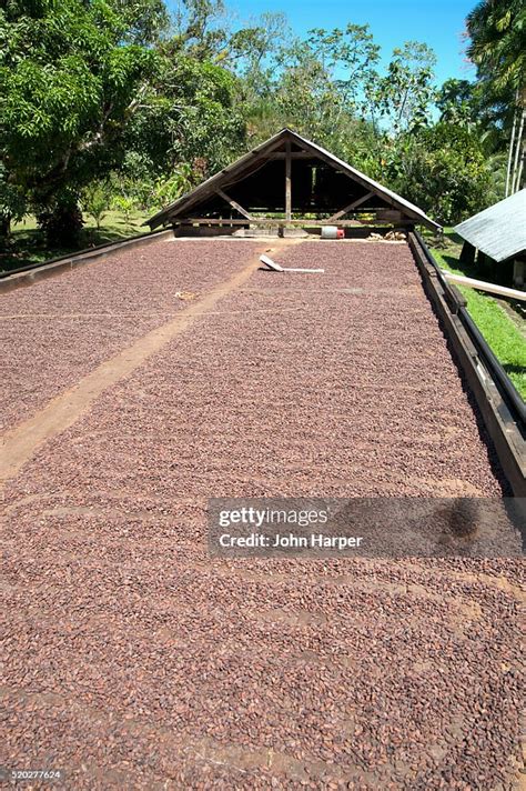 Cocoa Beans Drying San Antonio Cocoa Estate Couva Trinidad High Res