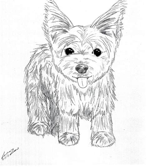 Top 25 dog coloring pages for kids: Yorkshire Terrier by TheWolfNamedCc on DeviantArt