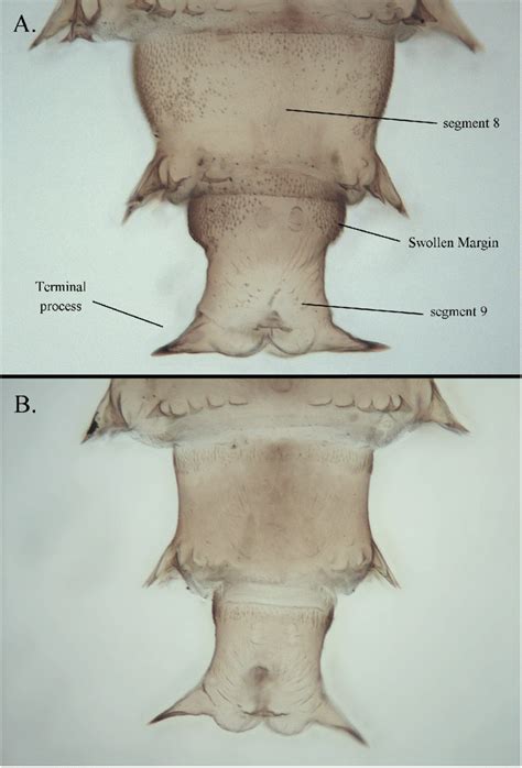 Female Abdominal Segments 8 9 In Dorsal View A Culicoides Riethi
