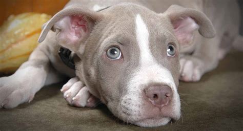 Depending on the breed of your dog, the frequency and amount of shedding vary. Do Pitbulls Shed? - Will Your New Pup Make A Mess?