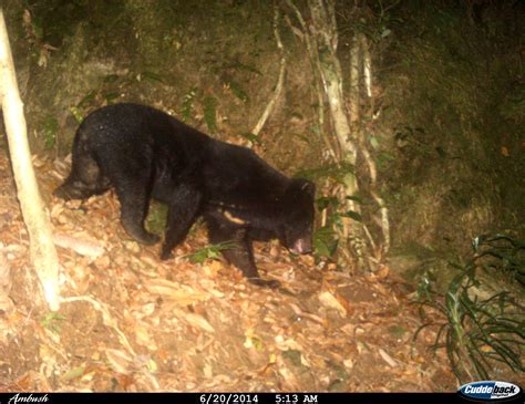 Tibetan Black Bear Bear Conservation