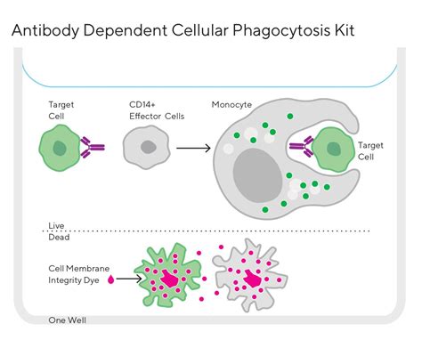 Antibody Dependent Cellular Phagocytosis Intellicyt