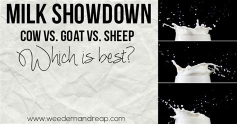 Goat milk is getting more popular in the united states, but is it as good for you as cow's milk? Milk Showdown: Cow vs. Sheep vs. Goat - Which is best?