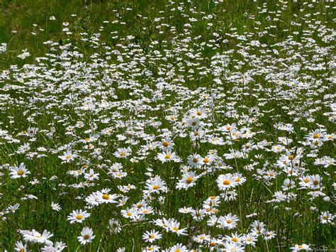 Field Of Daisies