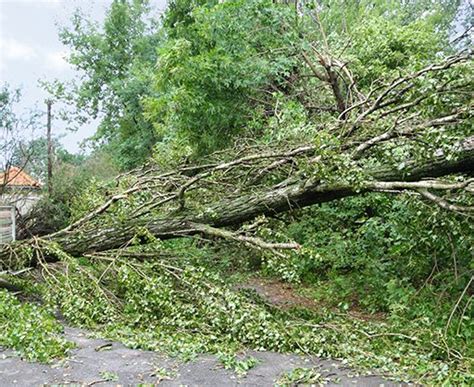 We do your all tree removal services in sunshine coast areas and surrounding with pleasure!!! Storm Damage Tree Removal - Treeworx, Sunshine Coast
