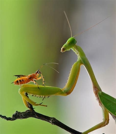 Pin By Delores Eve Bushong On Praying Mantis Animal Pictures Praying