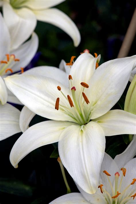White Lily Flowers Free Stock Photo Public Domain Pictures