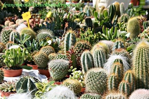 Aloe, agave, crassula, sedum e tante altre magnifiche varietà di piante grasse. I giardini della Landriana- Chicks and trips