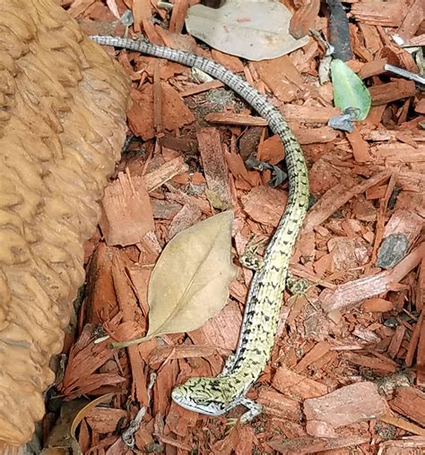 Anything from deer to tiny tree frogs can inhabit your yard to and use its resources. Woodland Alligator Lizard - Elgaria multicarinata webbii