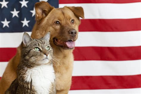 Keep Pets Safe This Fourth Of July Humane Society Of Greater Dayton