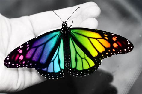 Colorful And Pretty Butterflies Colorful Butterfly By Zayix 550x366