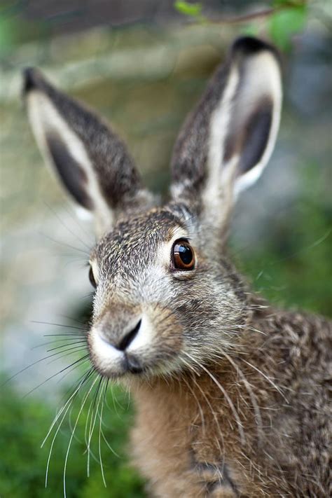 An Up Close Image Of A Brown Baby Hare By Kerkla