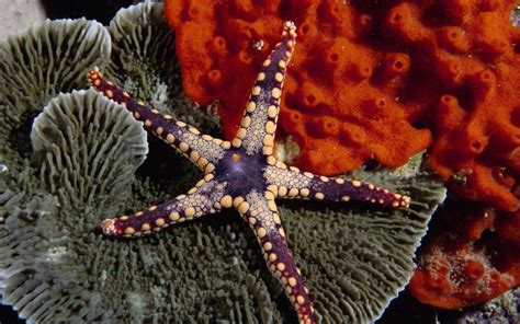 Beautiful And Amazing Starfish Wallpapers Photography Inspired