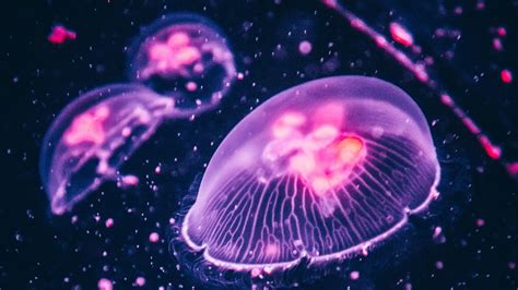 4k Jellyfish Wallpapers Top Free 4k Jellyfish Backgrounds