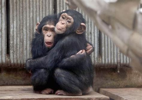 Chimpances Abrazados Imagui