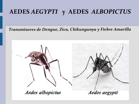 Manual Acerca Del Aedes Aegypti Y Aedes Albopictus
